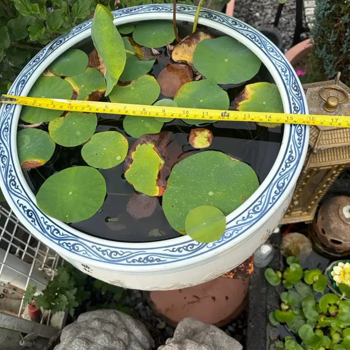 [BUNJANG] Celadon Porcelain Basin with Four Seasons Motif / 4계정 그림이 그려있는 도자기수반