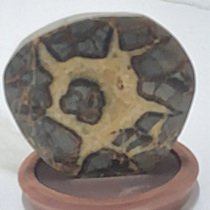 [BUNJANG] Septarian Nodule Dragon Stone / 수석- 귀갑석