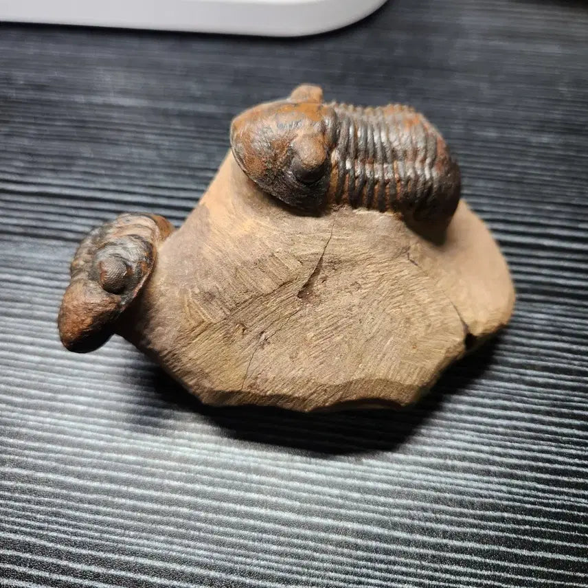 [BUNJANG] Reedops cephalotes hamlagdadianus &amp; Paralejurus spatuliforumi Trilobite Fossil / (특가)리돕스 삼엽충 &amp; 파라레주루스 삼엽충