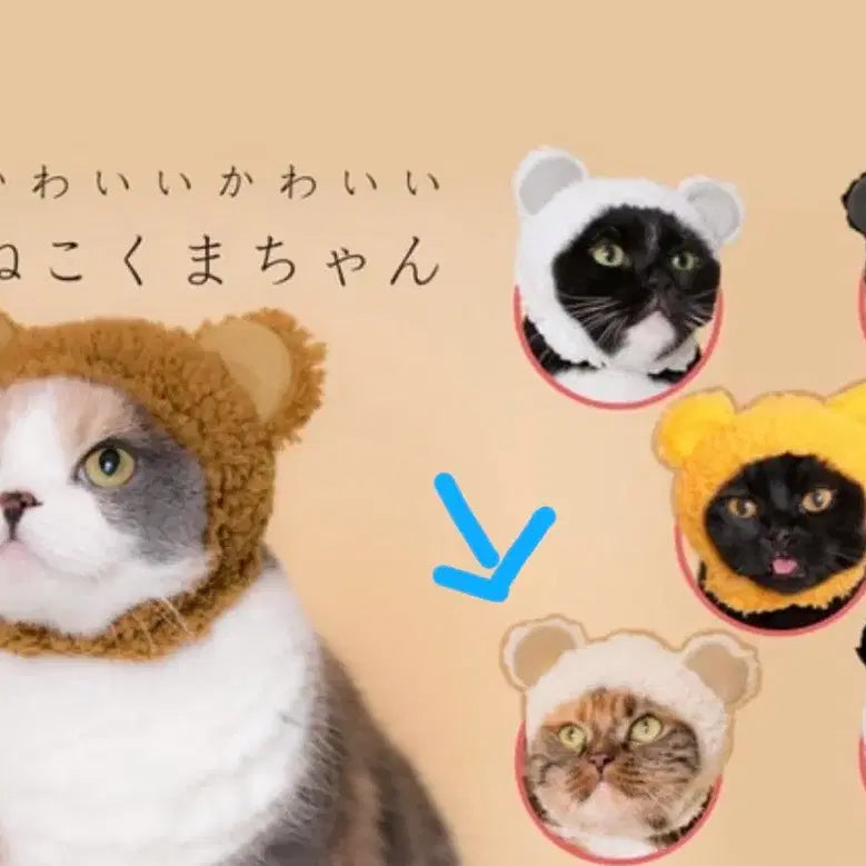 [BUNJANG] Neko Kaburimono Cat Hat Gacha / 가챠 고양이가챠 네코 카부리모노 고양이 모자 새상품