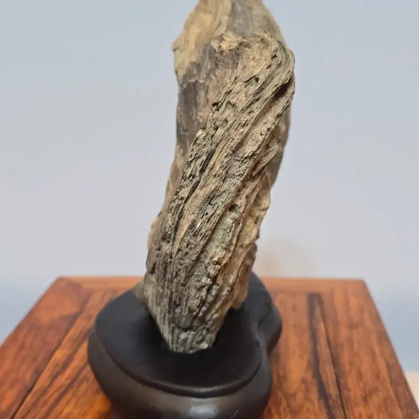 [BUNJANG] Pelecypod Fossil Stone / 26071719 주름 변화가 좋은 조개 화석 수석 팝니다