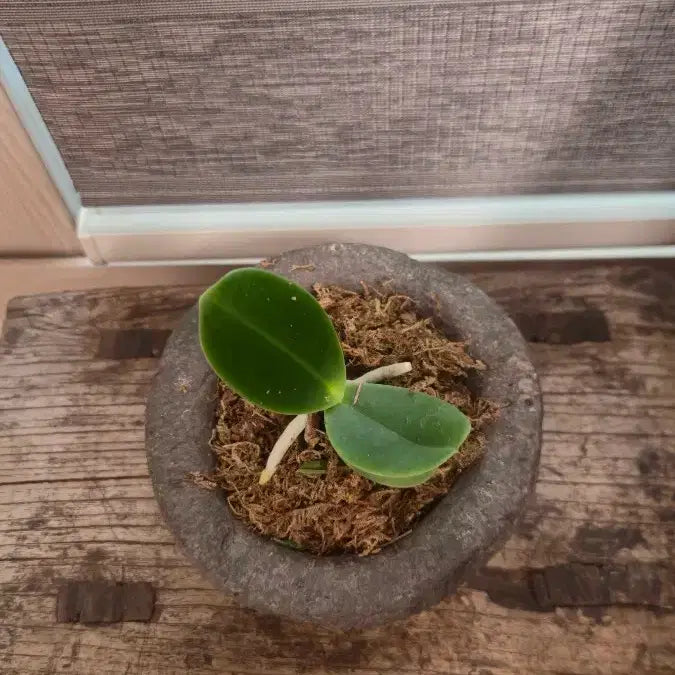 [BUNJANG] Mini Stone Mortar / 돌절구