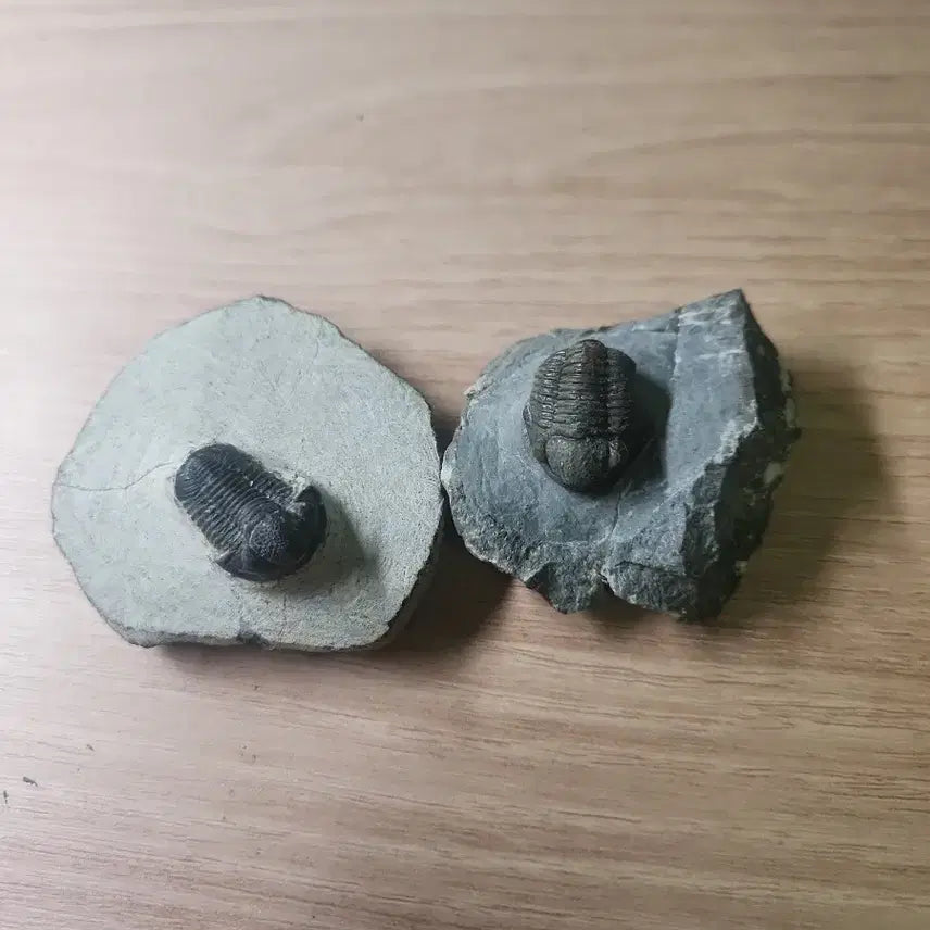[BUNJANG] Gerastos Trilobite Fossil (2 Specimens) / (마지막 가격!)게라스토스 삼엽충 화석 2점