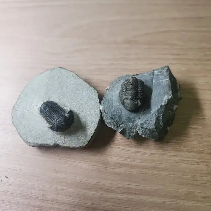 [BUNJANG] Gerastos Trilobite Fossil (2 Specimens) / (마지막 가격!)게라스토스 삼엽충 화석 2점