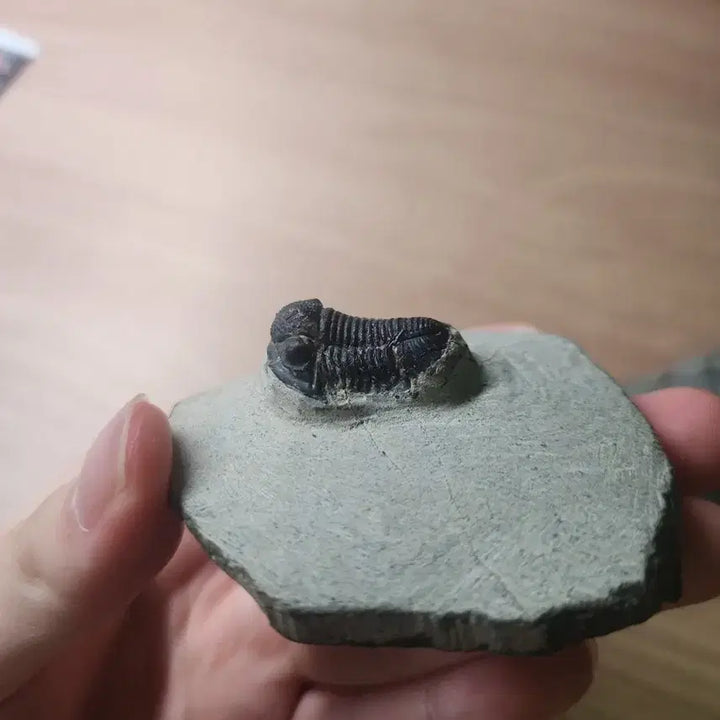 [BUNJANG] Gerastos Trilobite Fossil (2 Specimens) / (마지막 가격!)게라스토스 삼엽충 화석 2점