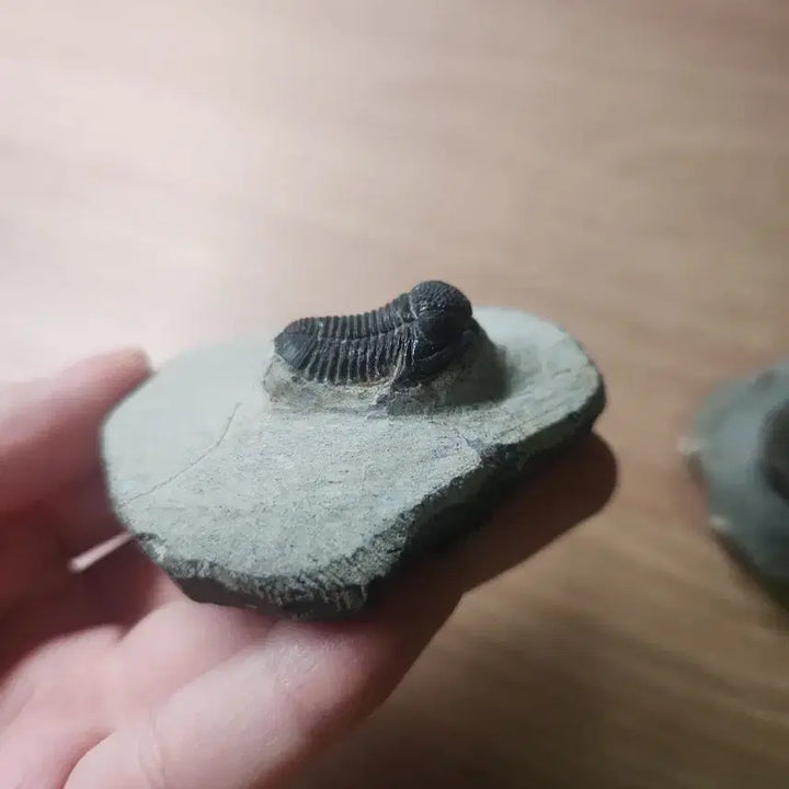 [BUNJANG] Gerastos Trilobite Fossil (2 Specimens) / (마지막 가격!)게라스토스 삼엽충 화석 2점