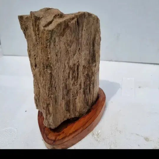 [BUNJANG] Petrified Wood / 나무화석. 사진되로 종이컵사이즈비교