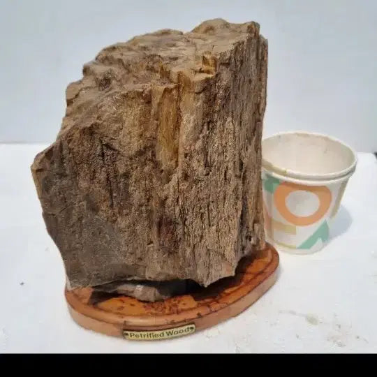 [BUNJANG] Petrified Wood / 나무화석. 사진되로 종이컵사이즈비교