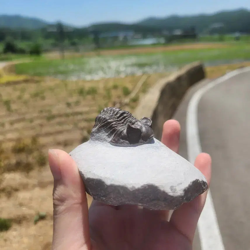 [BUNJANG] Coltraneia Oufatenensis Fossil / 초콜릿 색깔 콜트레니아 삼엽충