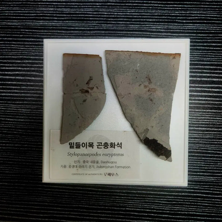 [BUNJANG] Stylopanorpodes sp. Insect Fossil (Jurassic Period, Daohugou) / 밑들이목 곤충화석