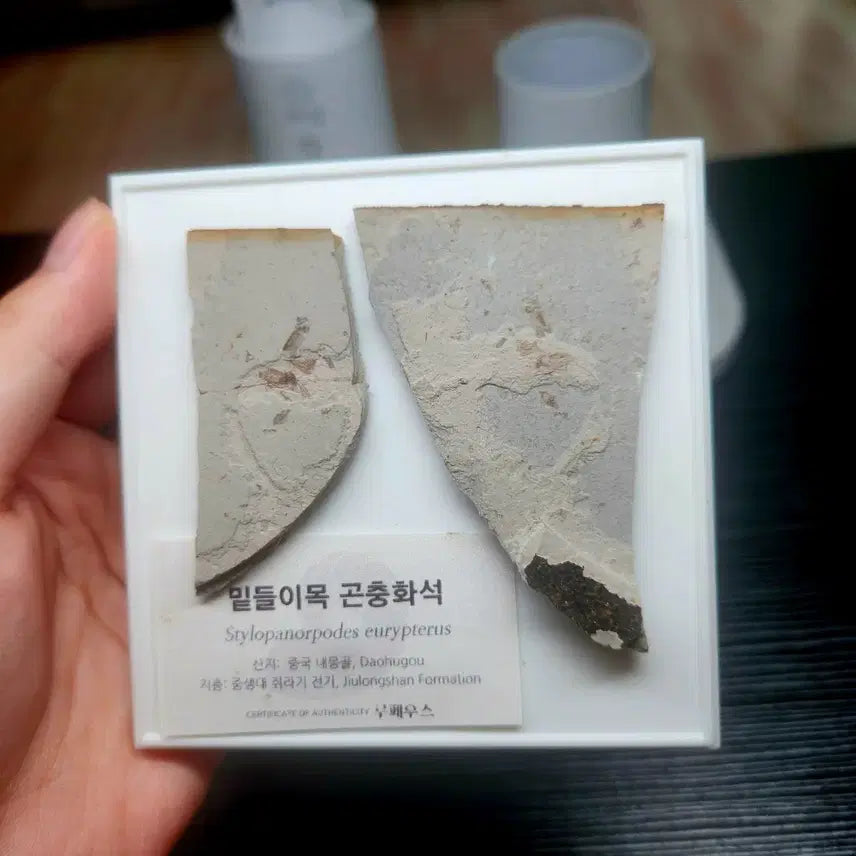 [BUNJANG] Stylopanorpodes sp. Insect Fossil (Jurassic Period, Daohugou) / 밑들이목 곤충화석