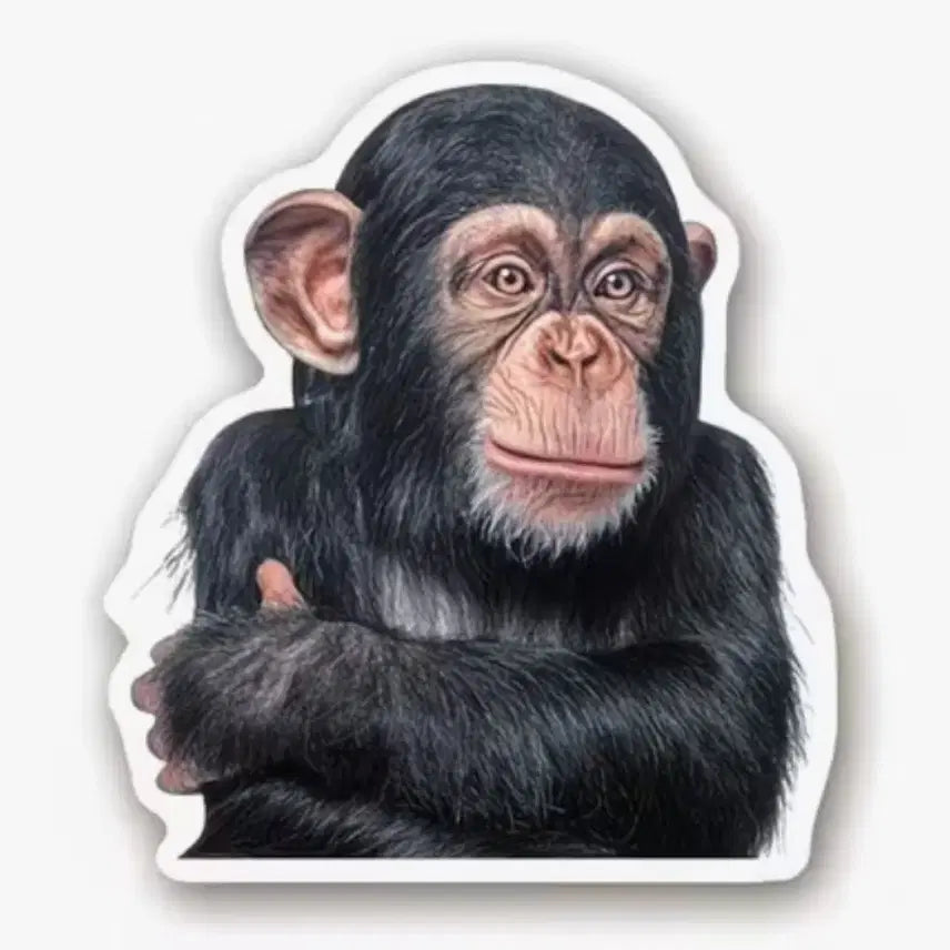 [BUNJANG] Monkey Stickers (40 pcs) / 40장 원숭이맘들 위한 몽키스티커