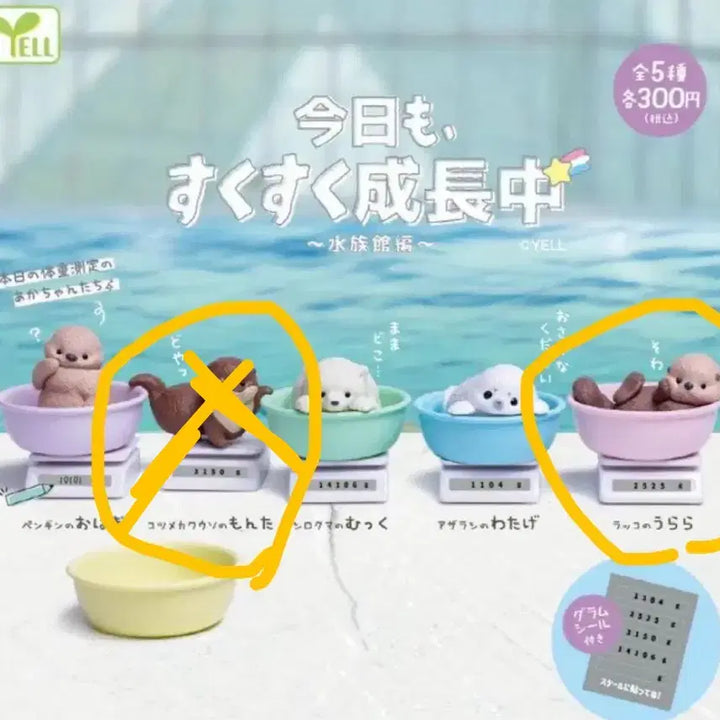 [BUNJANG] Growing Animals Gacha (No Capsule) / 오늘도 쑥쑥 성장중 가챠 해달 동물