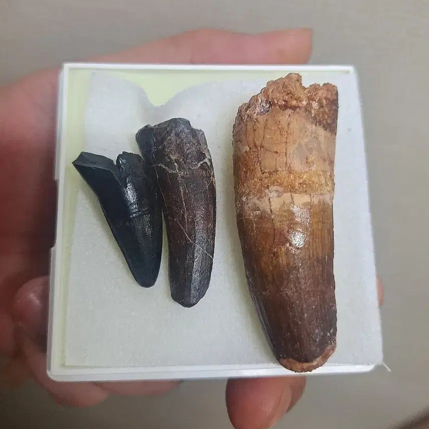 [BUNJANG] Spinosaurus and Suchomimus Tooth Fossils / 스피노 수코 이빨화석