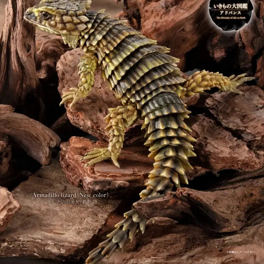 [BUNJANG] Bandai Creature Encyclopedia Advance Selected 02 Armadillo + Leopard Gecko Bandit / 반다이 생물대도감 어드밴스 셀렉티드02