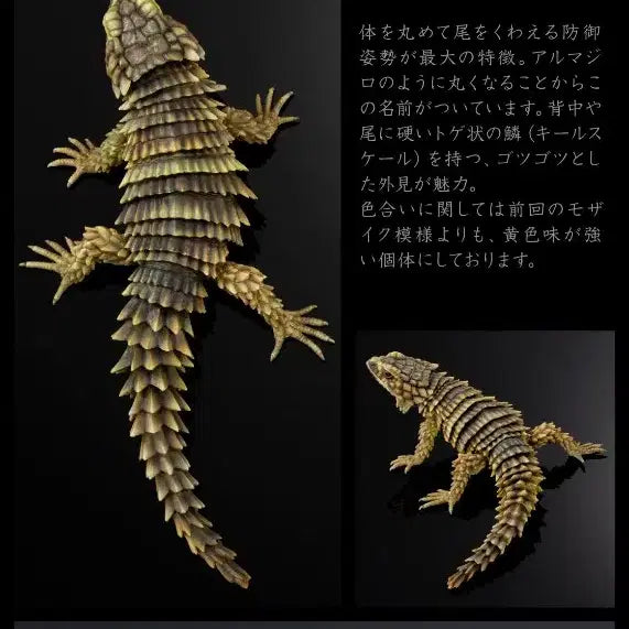 [BUNJANG] Bandai Creature Encyclopedia Advance Selected 02 Armadillo + Leopard Gecko Bandit / 반다이 생물대도감 어드밴스 셀렉티드02