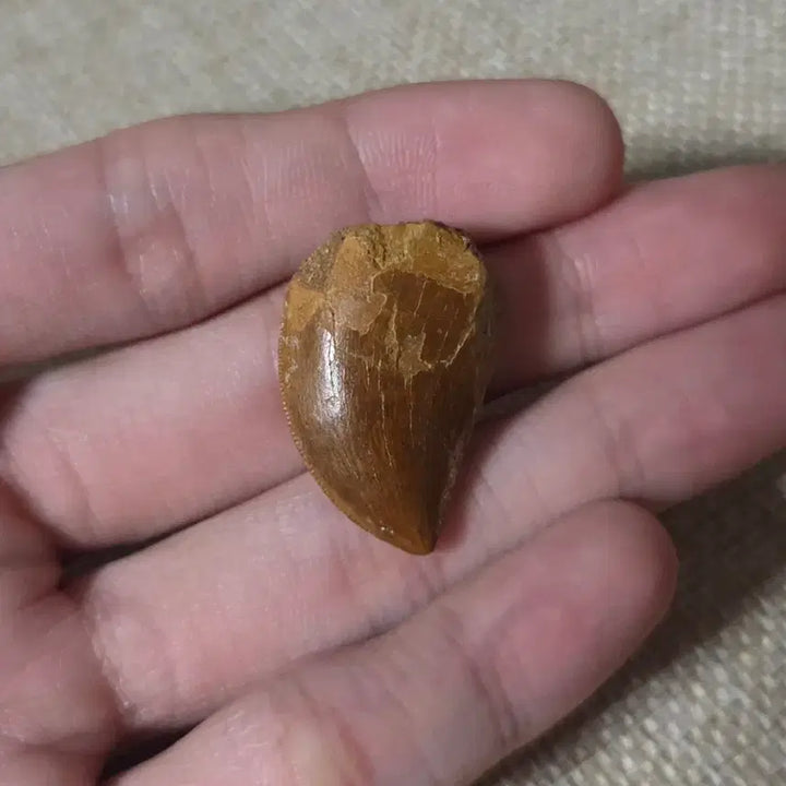 [BUNJANG] Carcharodontosaurus Tooth Fossil / 카르카로돈토사우루스 이빨 화석 판매합니다!