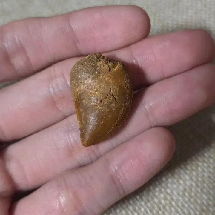 [BUNJANG] Carcharodontosaurus Tooth Fossil / 카르카로돈토사우루스 이빨 화석 판매합니다!