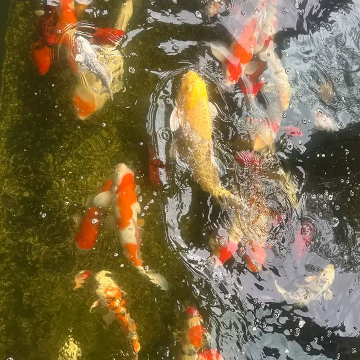 [BUNJANG] Koi Fish and White Cloud Mountain Minnow / 비단잉어 와 구슬사바 판매해요~ ( 여러가지 색상과모양이 있어요)