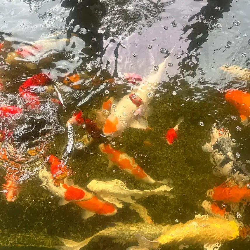 [BUNJANG] Koi Fish and White Cloud Mountain Minnow / 비단잉어 와 구슬사바 판매해요~ ( 여러가지 색상과모양이 있어요)