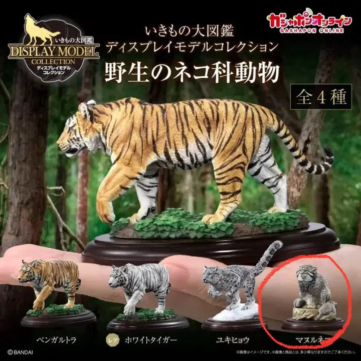 [BUNJANG] Anipark Bio Encyclopedia Wild Cat Family Marul Cat Simple Unsealed Item / 생물대도감 야생 고양잇과 마눌 고양이 단순개봉품