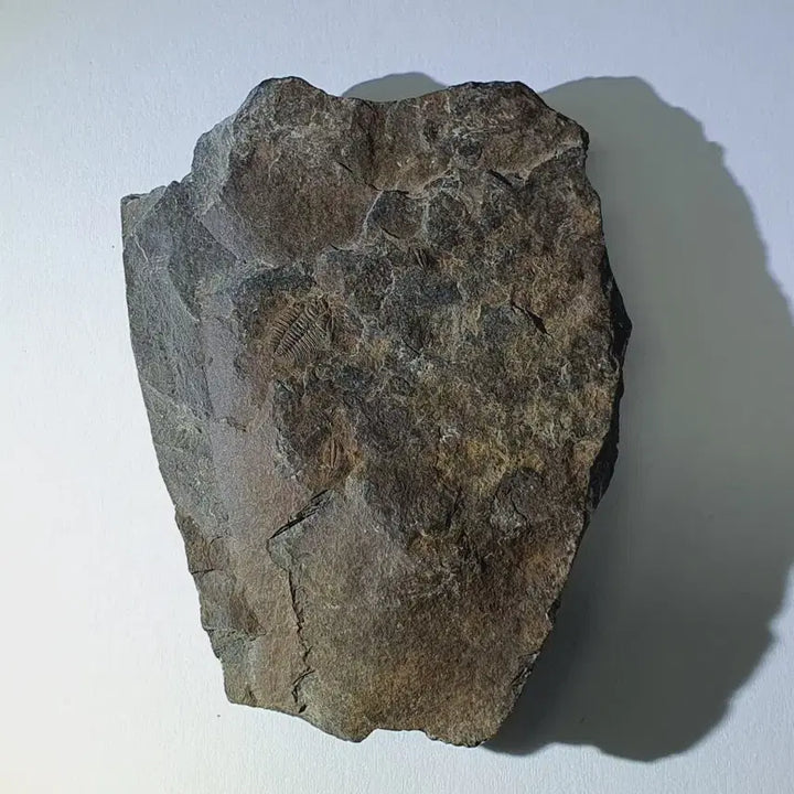 [BUNJANG] Changaspis Trilobite Fossil / 창가스피스 삼엽충