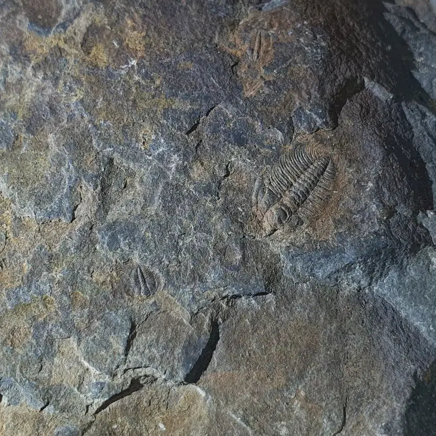 [BUNJANG] Changaspis Trilobite Fossil / 창가스피스 삼엽충