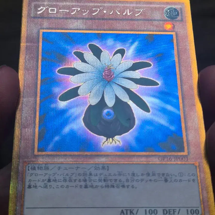 [BUNJANG] Yu-Gi-Oh! Grow Up Bulb Japanese Gold Secret Rare / 유희왕 그로우업 벌브 일판 골시크