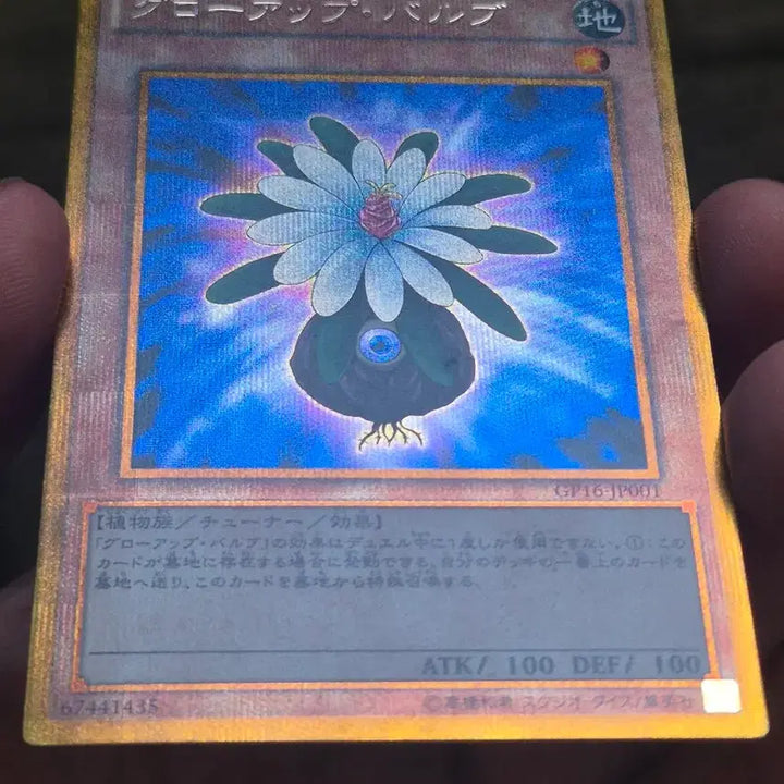 [BUNJANG] Yu-Gi-Oh! Grow Up Bulb Japanese Gold Secret Rare / 유희왕 그로우업 벌브 일판 골시크