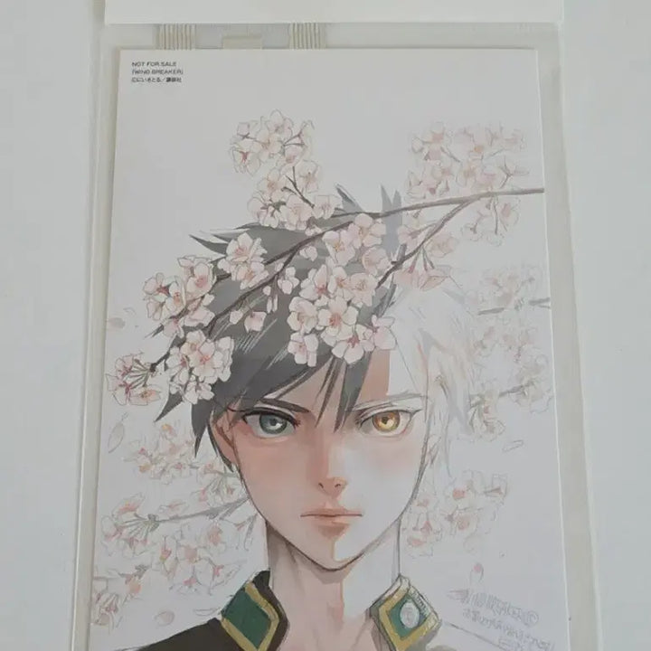 [BUNJANG] Wind Breaker Original Art Postcard Sakura Cherry Blossom Special Offer / 윈드브레이커 윈브레 원화 엽서 사쿠라 벚꽃 엽서 원서 특전