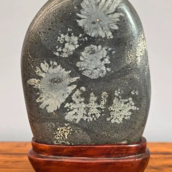 [BUNJANG] Cheongsong Chrysanthemum Stone (Gukwahseok) Display Stone / 26072807 꽃이 활짝 핀 청송 국화석 꽃돌 수석 판매합니다