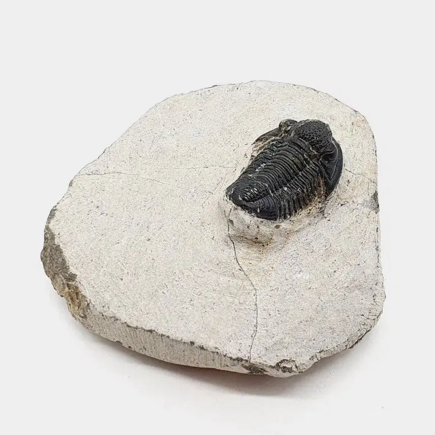 [BUNJANG] Gerastos Trilobite Fossil / 게라스토스 삼엽충