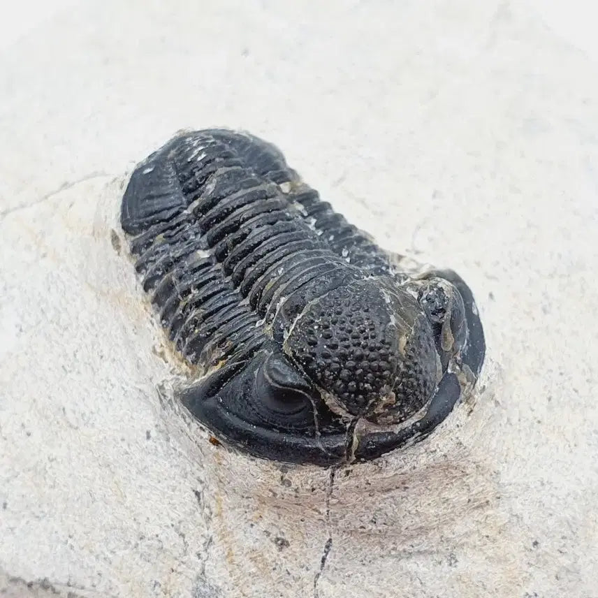 [BUNJANG] Gerastos Trilobite Fossil / 게라스토스 삼엽충