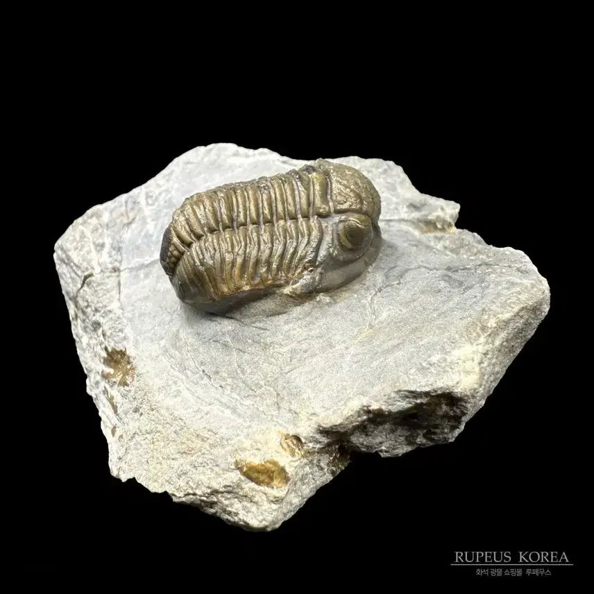 [BUNJANG] Asaphid Trilobite Fossil / A급 게라스토스 삼엽충