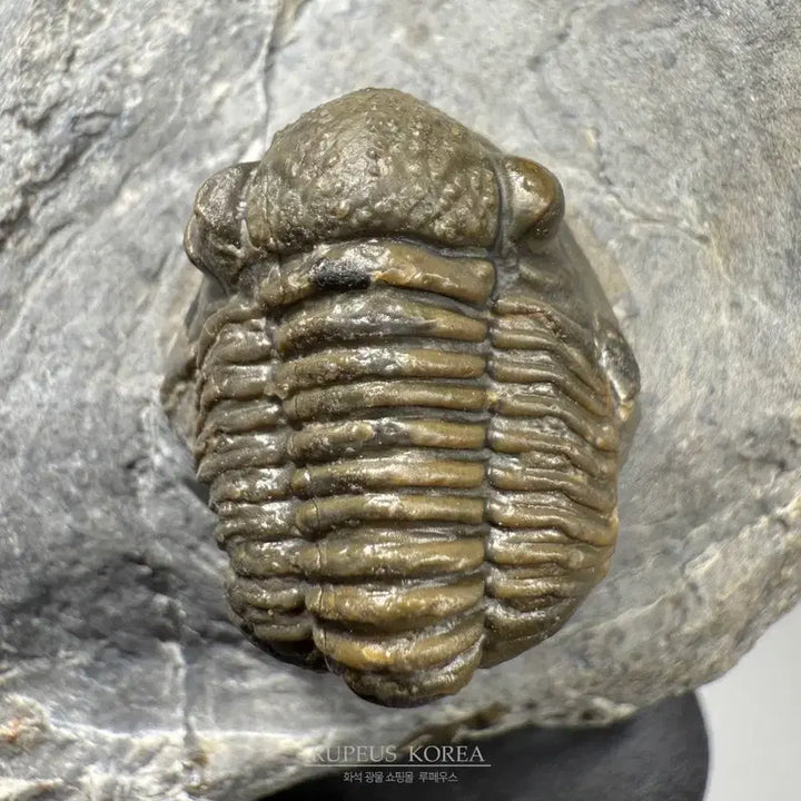 [BUNJANG] Asaphid Trilobite Fossil / A급 게라스토스 삼엽충