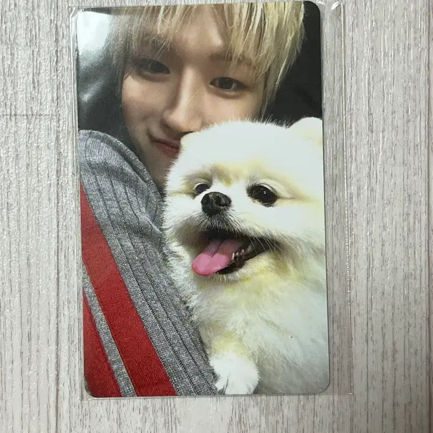 [BUNJANG] BOYNEXTDOOR Riwoo Photocard / 보넥도 리우 포카