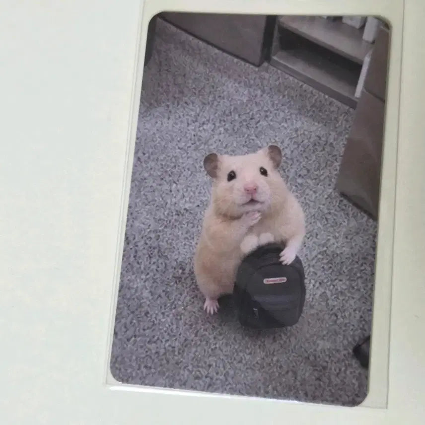 [BUNJANG] Kim Hamzzi Photocard (Emotional Instability) / 정서불안 김햄찌 포토카드