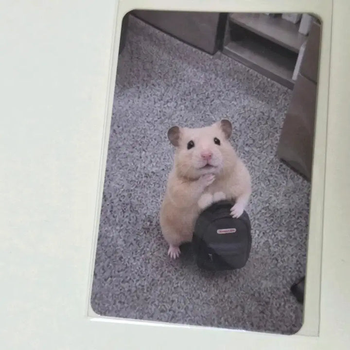 [BUNJANG] Kim Hamzzi Photocard (Emotional Instability) / 정서불안 김햄찌 포토카드