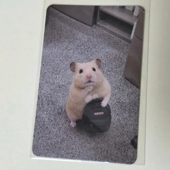 [BUNJANG] Kim Hamzzi Photocard (Emotional Instability) / 정서불안 김햄찌 포토카드