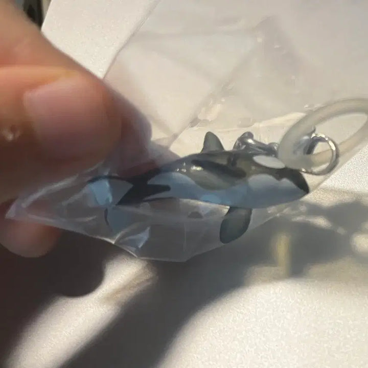 [BUNJANG] Marine Life Dolphin Gacha / 해양생물 돌고래 메지루시 가챠