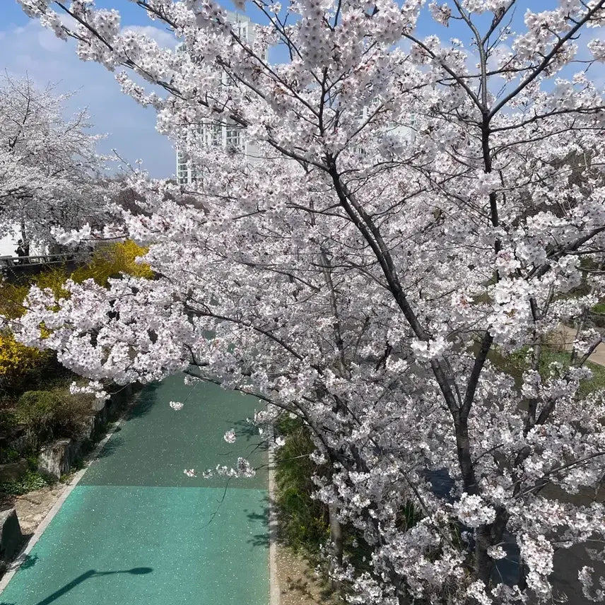 [BUNJANG] 4월 무릉도원 Cherry Blossom / 벚꽃