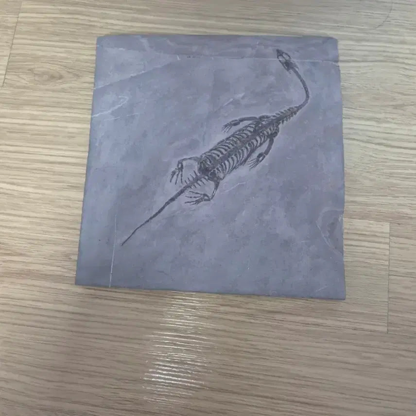 [BUNJANG] Kshusaurus Skeleton Fossil (Guizhou Province) / 준성체급 귀주룡 케이초우사우루스 전신골격 화석 판매합니다