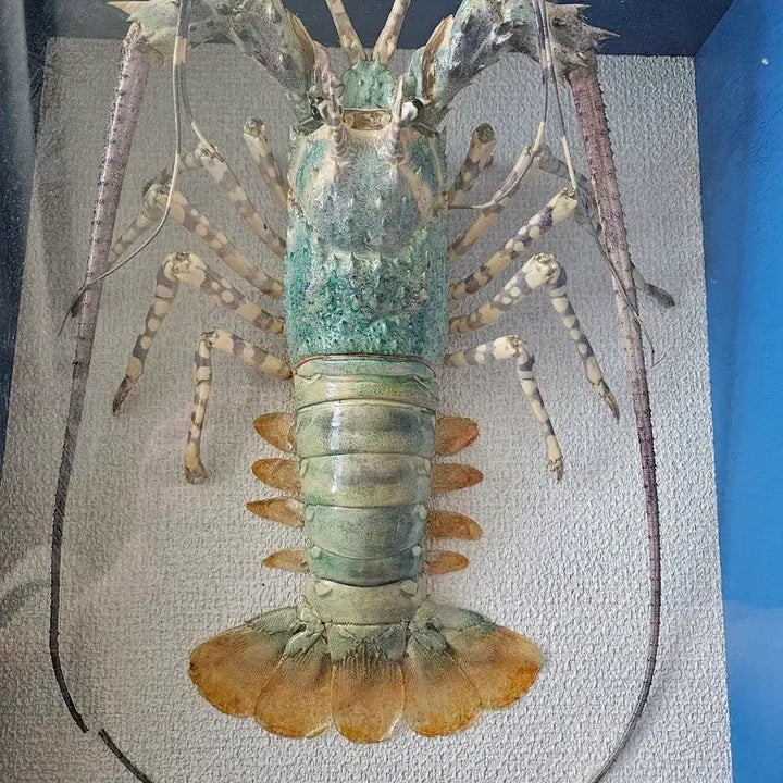 [BUNJANG] Real Lobster Specimen Frame / 표본 액자 바다가재