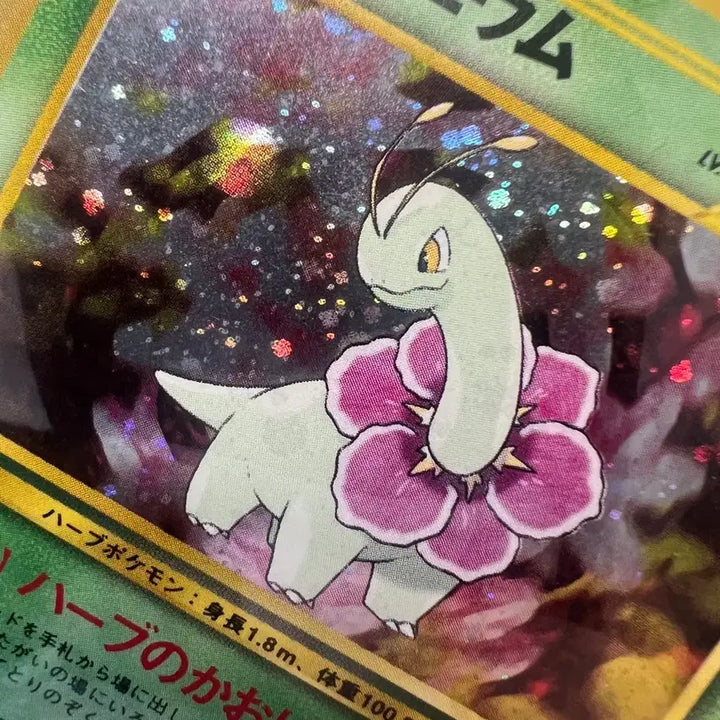 [BUNJANG] Pokemon Card Vintage Old Back Chikorita, Bayleef, Meganium (Holo) / 포켓몬카드 빈티지 올드백 치코리타, 베이리프, 메가니움(홀로)