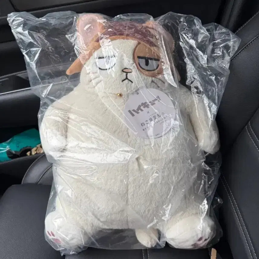 [BUNJANG] Haikyuu!! Kenma Kozume Nekoma High School Cat Plush Doll / 하이큐 켄마 네코 중대형인형