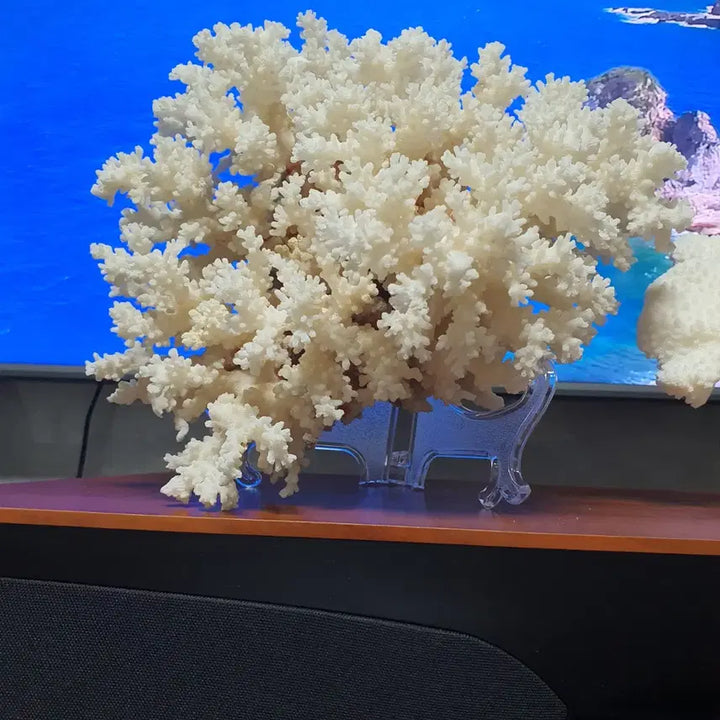 [BUNJANG] Set of 3 White Coral Decorative Pieces / 자연의 신비,아름다운 힌색 산호 2가지