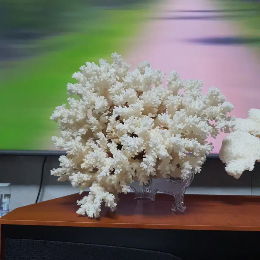 [BUNJANG] Set of 3 White Coral Decorative Pieces / 자연의 신비,아름다운 힌색 산호 3가지