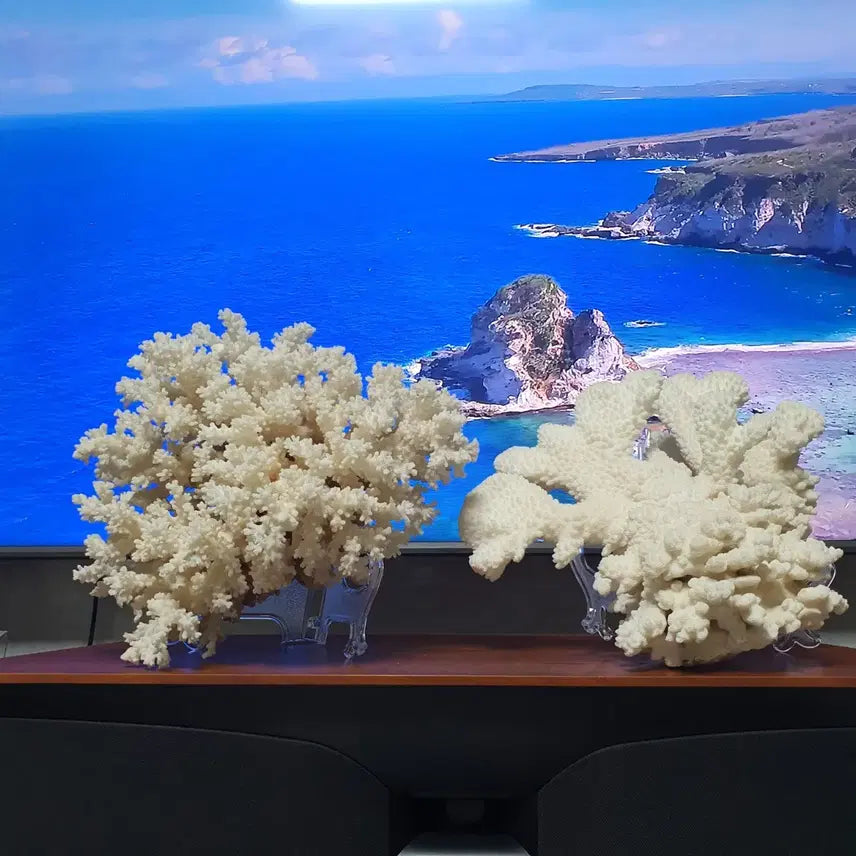 [BUNJANG] Set of 3 White Coral Decorative Pieces / 자연의 신비,아름다운 힌색 산호 3가지