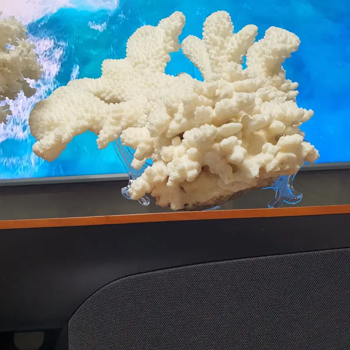 [BUNJANG] Set of 3 White Coral Decorative Pieces / 자연의 신비,아름다운 힌색 산호 3가지