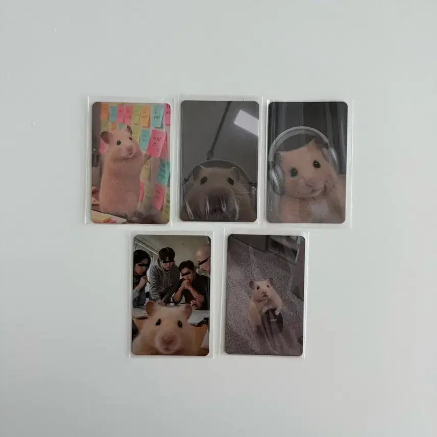 [BUNJANG] Hamzzi Pop-up Exclusive Photocard Set (5 Types) / 햄찌 팝업 증정 포토카드 5종 세트 판매합니다.